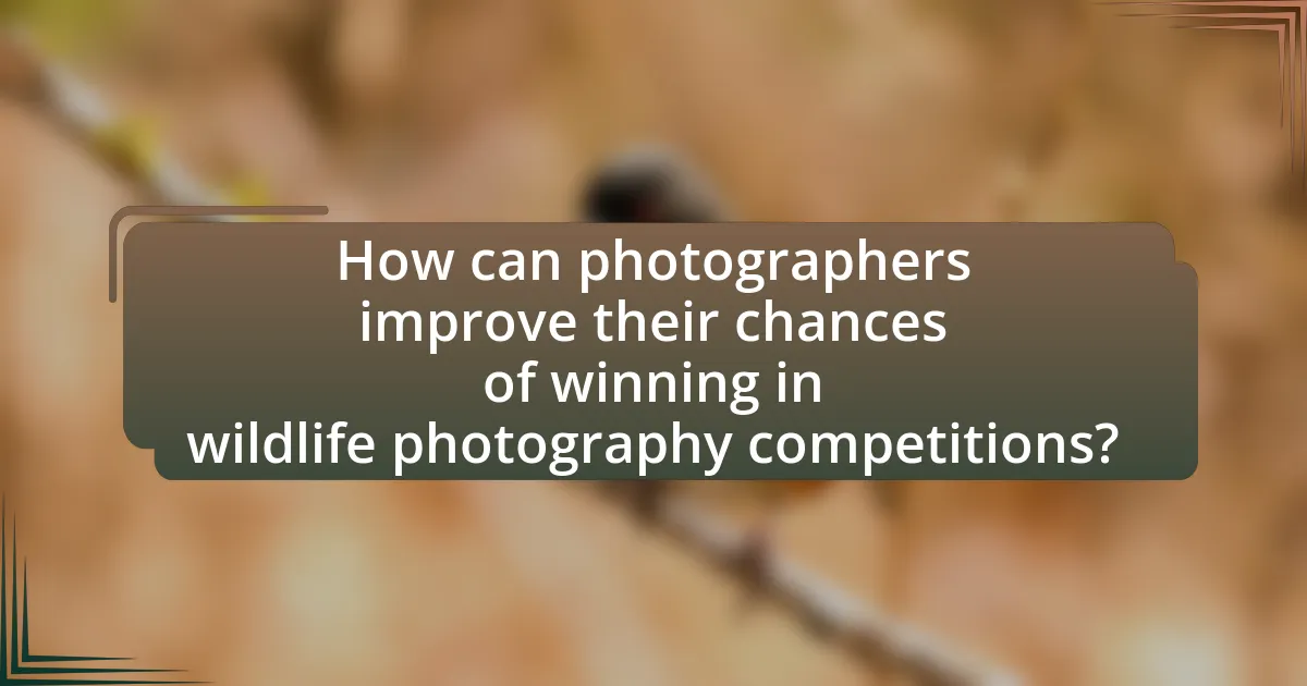 How can photographers improve their chances of winning in wildlife photography competitions?